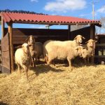 La famille mouton